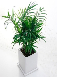 深度解析宁波奉化花卉出租方案，超实用哦