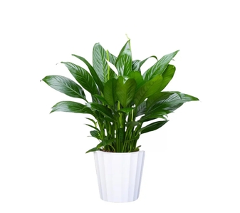 揭秘奉化花木租赁哪家出色？实用攻略助你做决定