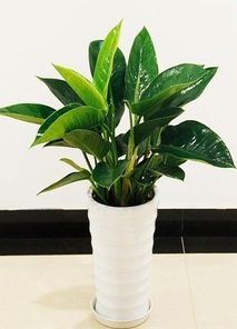 想给宁波江北办公室添绿？这家植物租摆公司超棒！