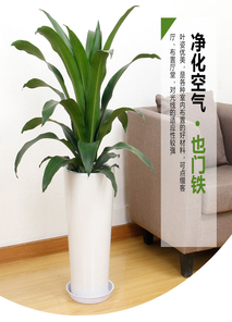 北仑植物租赁价格