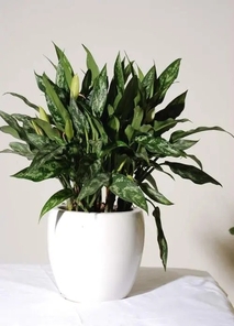 租摆花木来镇海，价格亲民超实惠！